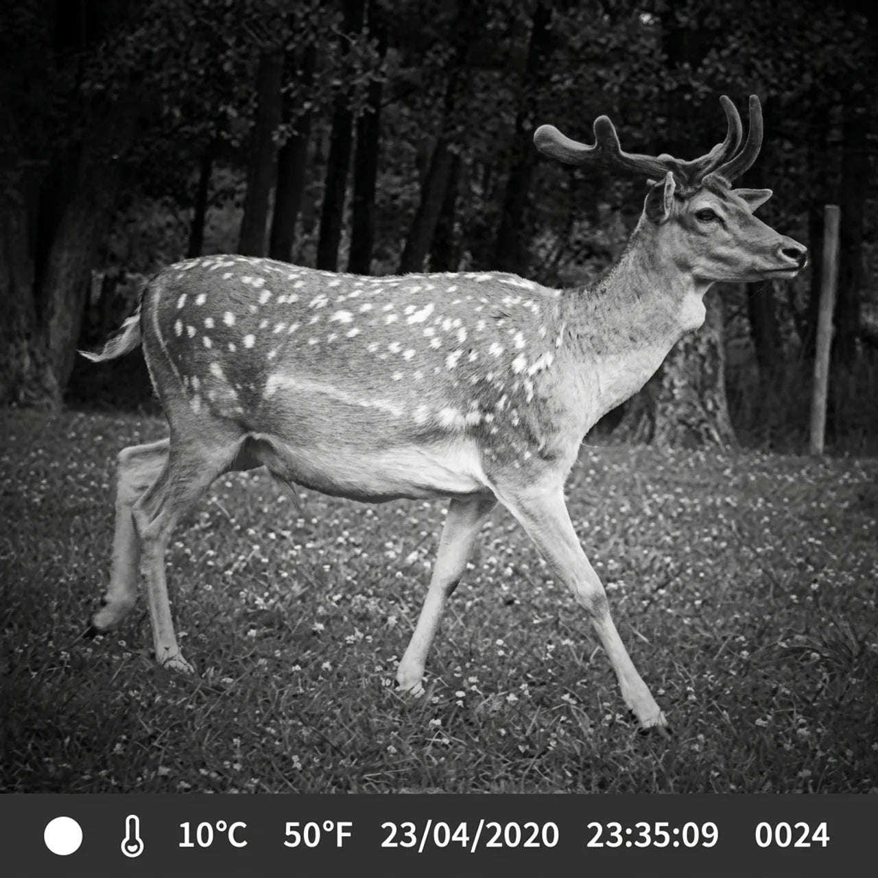 Caméra Chasse 4K WiFi Pro