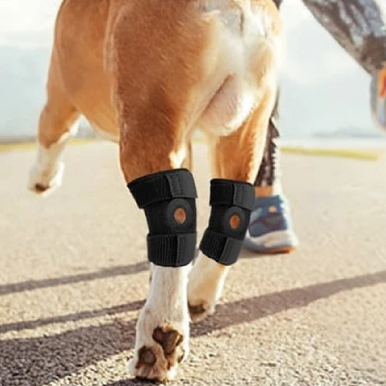 Genouillère de Soutien Articulaire pour Chien