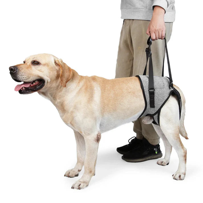 Harnais Soutien Arrière Chien
