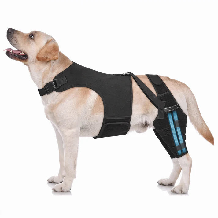 Orthèse de Soutien pour Pattes Arrière de Chien