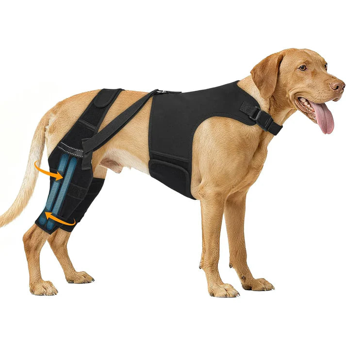 Orthèse de Soutien pour Pattes Arrière de Chien